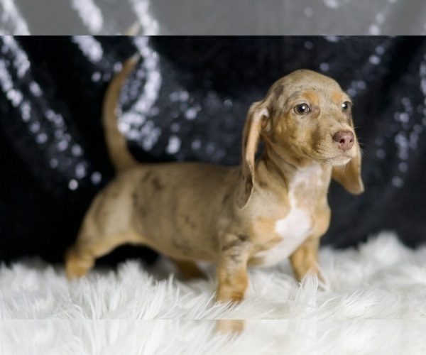 Medium Photo #57 Dachshund Puppy For Sale in WARSAW, IN, USA