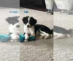 Small #3 Border Collie Mix