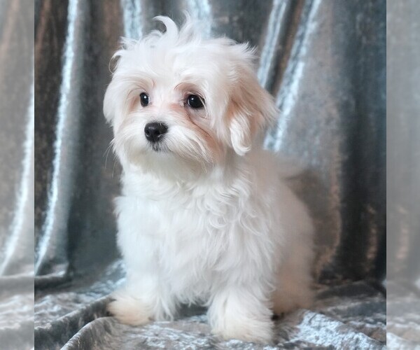 Medium Photo #4 Maltese Puppy For Sale in ROCK VALLEY, IA, USA