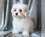 Small #3 Maltese