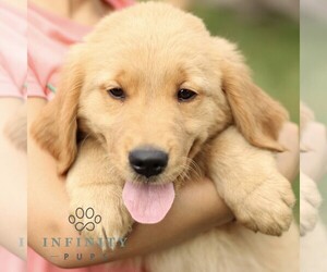 Golden Retriever Puppy for sale in KINZERS, PA, USA