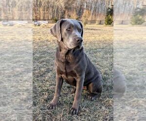 Mother of the Labrador Retriever puppies born on 12/23/2025