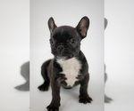 Small #3 French Bulldog