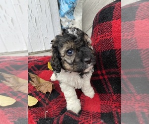Cockapoo Puppy for sale in ARLINGTON, WA, USA