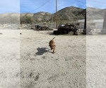 Small Photo #21 Rhodesian Ridgeback Puppy For Sale in MORONGO VALLEY, CA, USA
