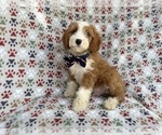 Small Cavapoo (Miniature)