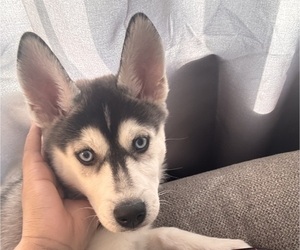Siberian Husky Puppy for sale in MOUNT PLEASANT, MI, USA