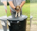 Small Photo #5 Beagle Puppy For Sale in hazlehurst, GA, USA