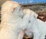 Small #10 West Highland White Terrier