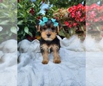 Small #1 Yorkshire Terrier