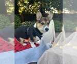 Puppy Blue Male Pembroke Welsh Corgi