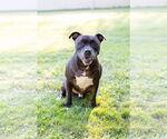 Small #10 Staffordshire Bull Terrier Mix