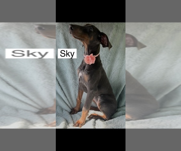 Medium Photo #4 Doberman Pinscher Puppy For Sale in POMEROY, OH, USA
