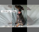 Small #3 Doberman Pinscher
