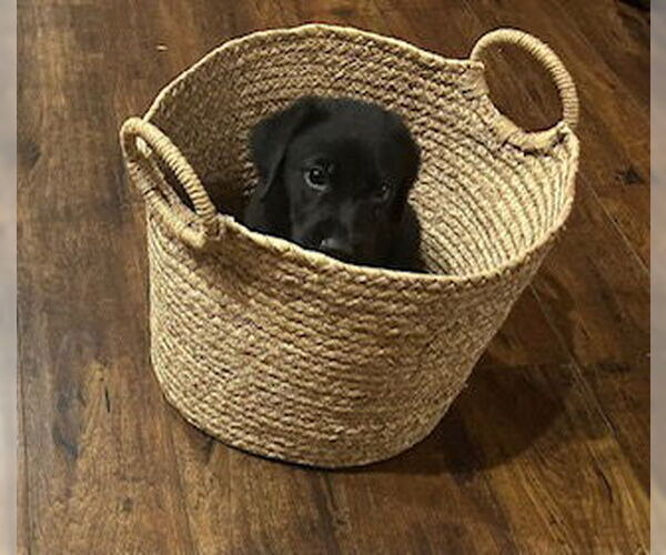 Medium Photo #3 Labrador Retriever-Unknown Mix Puppy For Sale in Oakhurst, NJ, USA