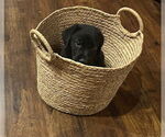 Small #2 Labrador Retriever Mix