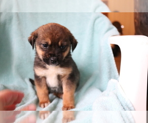 Beagle-Norwegian Elkhound Mix Puppy for sale in SHILOH, OH, USA