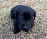 Small Photo #25 Labrador Retriever Puppy For Sale in ATHENS, GA, USA