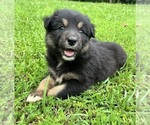 Small #1 Australian Shepherd