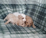 Small Photo #4 Poodle (Miniature) Puppy For Sale in FREDERICK, MD, USA