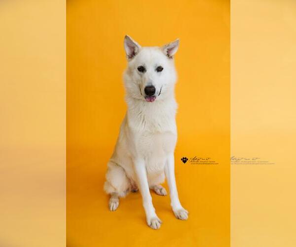 Medium Photo #9 German Shepherd Dog-Unknown Mix Puppy For Sale in Rockwall, TX, USA