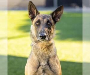 Mutt Dogs for adoption in Camarillo, CA, USA