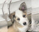 Small #1 Mutt