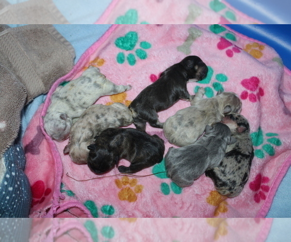 Medium Photo #1 French Bulldog Puppy For Sale in SPRING, TX, USA