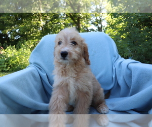 Goldendoodle (Miniature) Puppy for sale in SHILOH, OH, USA