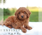 Small #4 Goldendoodle (Miniature)