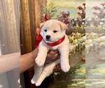 Puppy Princess Peach Shiba Inu