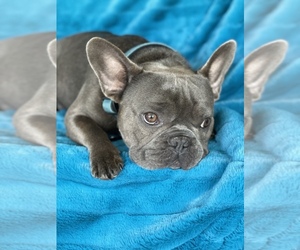 Father of the French Bulldog puppies born on 10/24/2021
