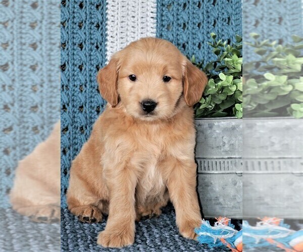 Medium Photo #9 Goldendoodle (Miniature) Puppy For Sale in SYRACUSE, IN, USA