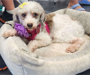 Poodle (Miniature) Dogs for adoption in St. Louis Park, MN, USA