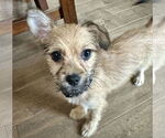Small #1 Chihuahua Mix