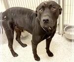 Small #1 American Pit Bull Terrier Mix