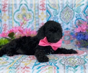 Cavapoo Puppy for sale in LANCASTER, PA, USA