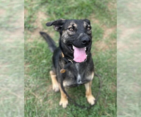 Medium Photo #4 Mutt Puppy For Sale in Evansville, IN, USA