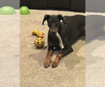 Small Doberman Pinscher