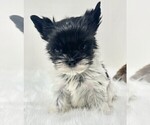 Small #15 Yorkshire Terrier