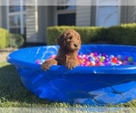 Puppy 3 Goldendoodle-Poodle (Standard) Mix