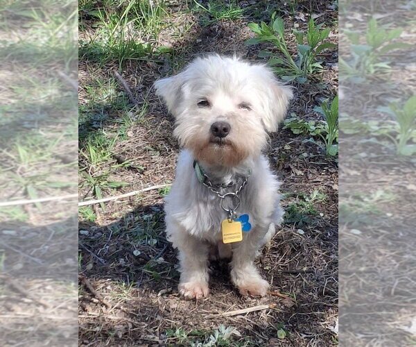Medium Photo #1 Maltese-Unknown Mix Puppy For Sale in Andover, MN, USA