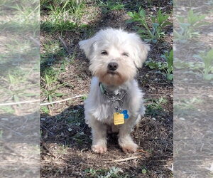 Maltese-Unknown Mix Dogs for adoption in Andover, MN, USA