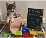 Small #9 Pomsky-Shiba Inu Mix