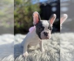 Small Photo #10 French Bulldog Puppy For Sale in HOLLISTER, CA, USA