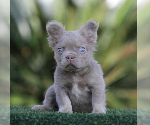 Medium Photo #1 French Bulldog Puppy For Sale in BEVERLY HILLS, CA, USA