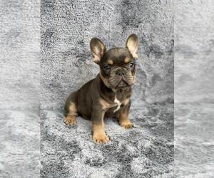 French Bulldog Puppy for sale in PHILA, PA, USA