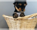 Small Photo #20 Yorkshire Terrier Puppy For Sale in BRENTWOOD, TN, USA