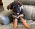 Puppy 8 German Shepherd Dog