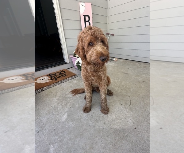 Medium Photo #1 Goldendoodle Puppy For Sale in ANDALUSIA, AL, USA